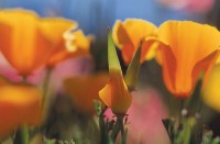 California Poppies, Eschscholzia californica