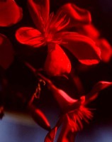 Dark Flower, Nerium oleander, Red, Blue, Black, Abstract