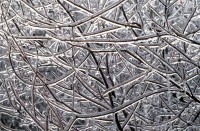 Iced Branches, Ice, Ice Storm, Frozen Rain