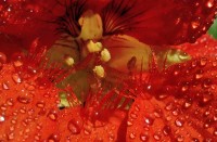 Nasturtium, Tropaeolum,Water Drops, Droplets, Red, Yellow