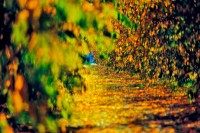 Orchard, Oroville, California, Blur