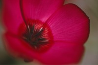 Red Flax, Flower, Macro, Closeup, Blur