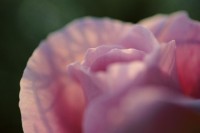 Rose, Pink, Flower, Macro, Closeup, Blur, Shadows