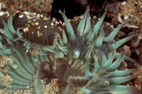 Sea Anemone, Anthopleura elegantissima