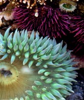 Sea Anemone, Urchins, Anthopleura elegantissima, Strongylocentrotus purpuratus
