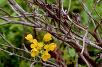 Yellow Flower and Branches