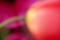Flower, Tulip, Petunia, Blur, Abstract