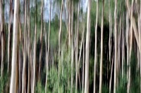 Quaking Aspens,Santa Fe, New Mexico, Blur, Blurred, Abstract, Motion, Painting, Painterly