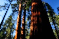 Sequoiadendron giganteum, Forest,Calaveras Big Trees State Park,Abstract, Blur, Blurred, Painting, Painterly, Abstract,Sierra Nevada, Giant Redwood, Giant Sequoia